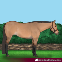 Horse Color:Bay Dun Rabicano 