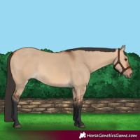 Horse Color:Bay Dun Rabicano 