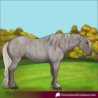 Horse Color:Silver Blue Roan Sabino