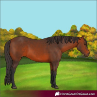Horse Color:Bay 