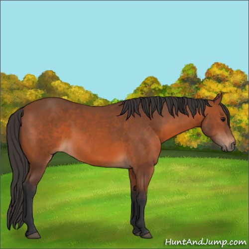 Horse Color:Bay Rabicano 