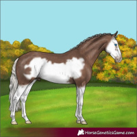Horse Color:Silver Black Splash Frame 