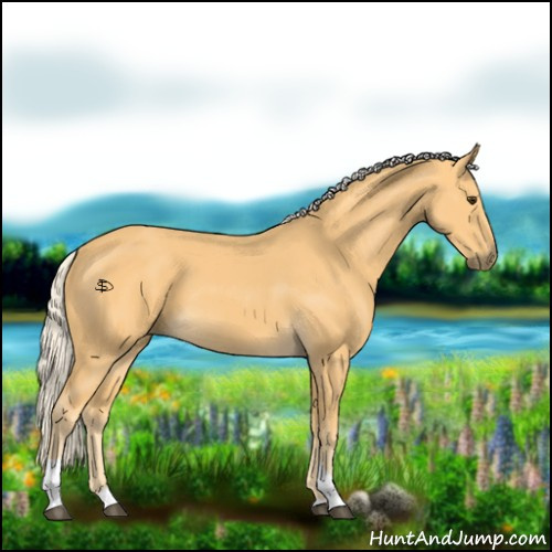 Horse Color:Palomino Tobiano 