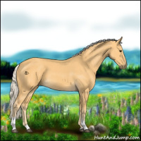 Horse Color:Palomino Tobiano