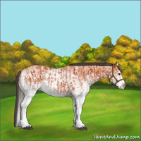 Horse Color:White Spotted Bay Splash  and White Spotted Bay Splash 