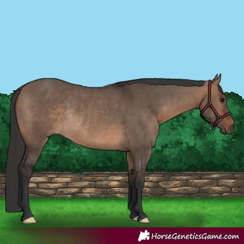 Horse Color:Brown Dun Rabicano 