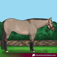 Horse Color:Brown Dun Rabicano 