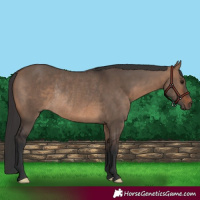 Horse Color:Brown Dun Rabicano 