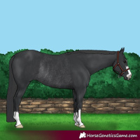 Horse Color:Black Rabicano 