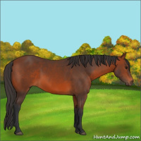 Horse Color:Bay 
