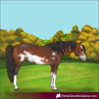 Horse Color:Bay Splash Frame