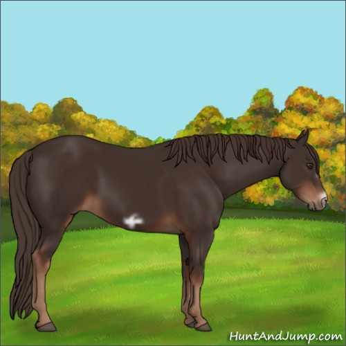Horse Color:Liver Chestnut Frame