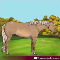 Horse Color:Chocolate Palomino Dun 