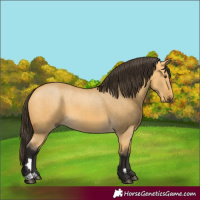 Horse Color:Buckskin Dun 