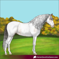 Horse Color:White Spotted Bay Tobiano