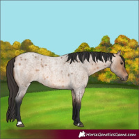 Horse Color:Bay Roan Dun 