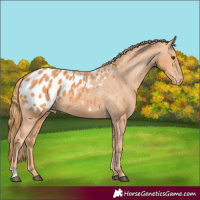 Horse Color:Chestnut Appaloosa 