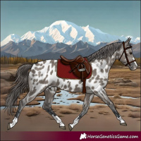 Horse Color:Grullo Appaloosa 