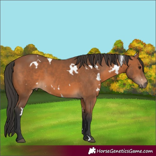 Horse Color:White Spotted Bay 