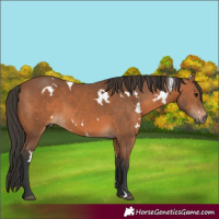 Horse Color:White Spotted Bay 