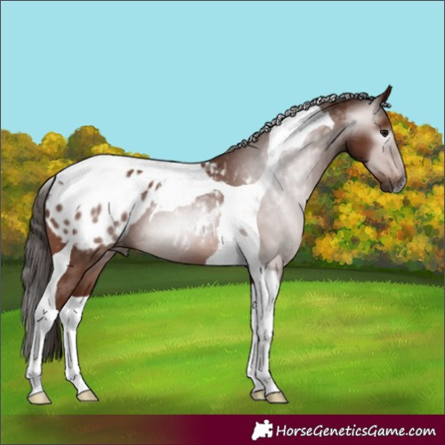 Horse Color:Gray Bay Tobiano Appaloosa 