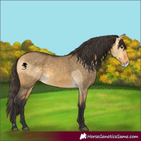 Horse Color:Buckskin Dun  and Buckskin Dun Frame 