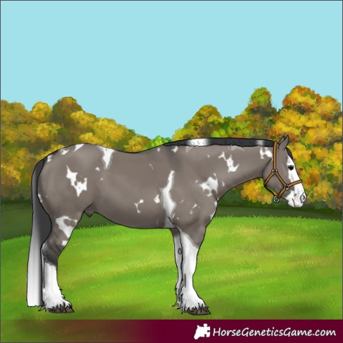 Horse Color:White Spotted Grullo Splash Tobiano 