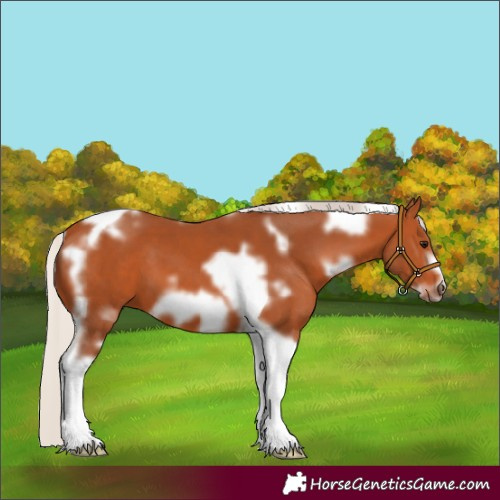 Horse Color:White Spotted Silver Bay Tobiano Frame 