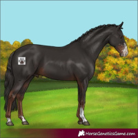 Horse Color:Liver Chestnut Sabino 