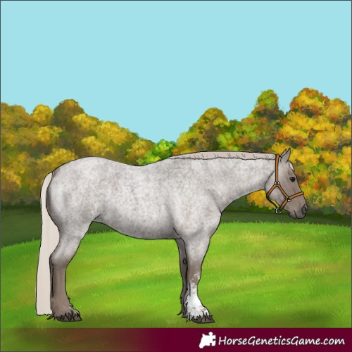 Horse Color:Silver Blue Roan Sabino