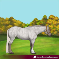 Horse Color:Silver Blue Roan Sabino 