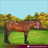 Horse Color:White Spotted Bay 