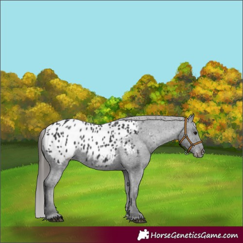 Horse Color:Black Appaloosa 