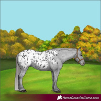 Horse Color:Black Appaloosa 
