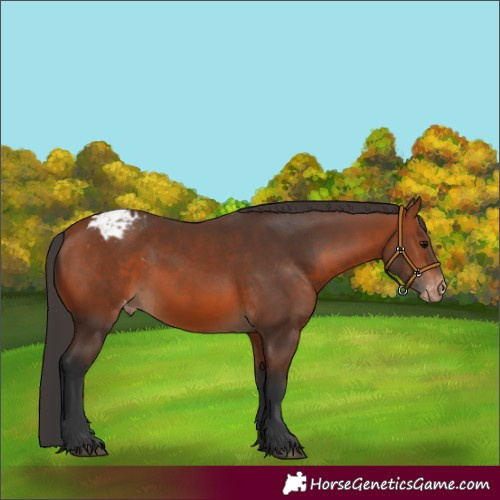 Horse Color:Bay Appaloosa 