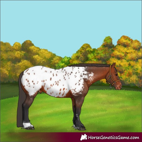 Horse Color:Bay Tobiano Appaloosa Rabicano 