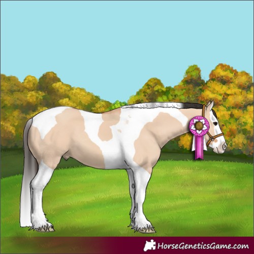 Horse Color:Bay Dun Splash Tobiano 