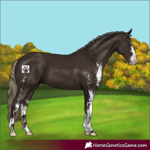 Horse Color:Liver Chestnut Sabino 