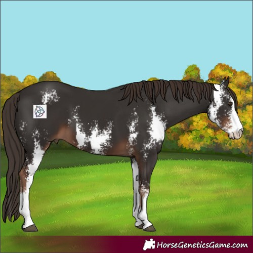 Horse Color:Liver Chestnut Sabino