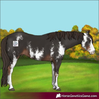 Horse Color:Liver Chestnut Sabino