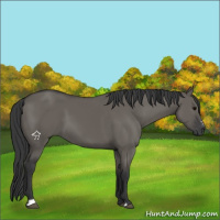 Horse Color:Grullo Sabino Rabicano