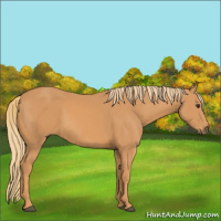 Horse Color:Chestnut Rabicano 