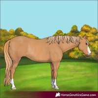 Horse Color:Chestnut Rabicano 