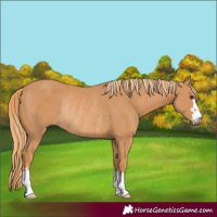 Horse Color:Chestnut Rabicano