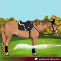 Horse Color:Chestnut Rabicano
