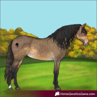 Horse Color:Brown Dun  and Buckskin Dun 