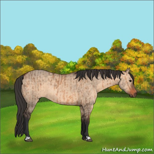 Horse Color:Brown Dun  and Brown Dun 