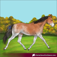 Horse Color:White Spotted Bay 