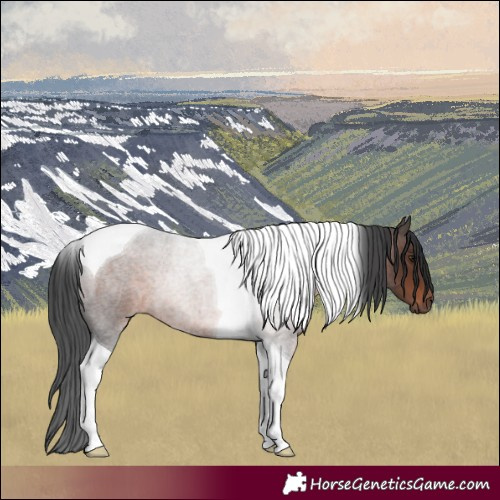 Horse Color:Brown Roan Tobiano Rabicano 