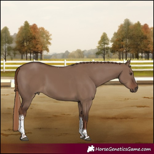 Horse Color:Liver Red Dun Tobiano 